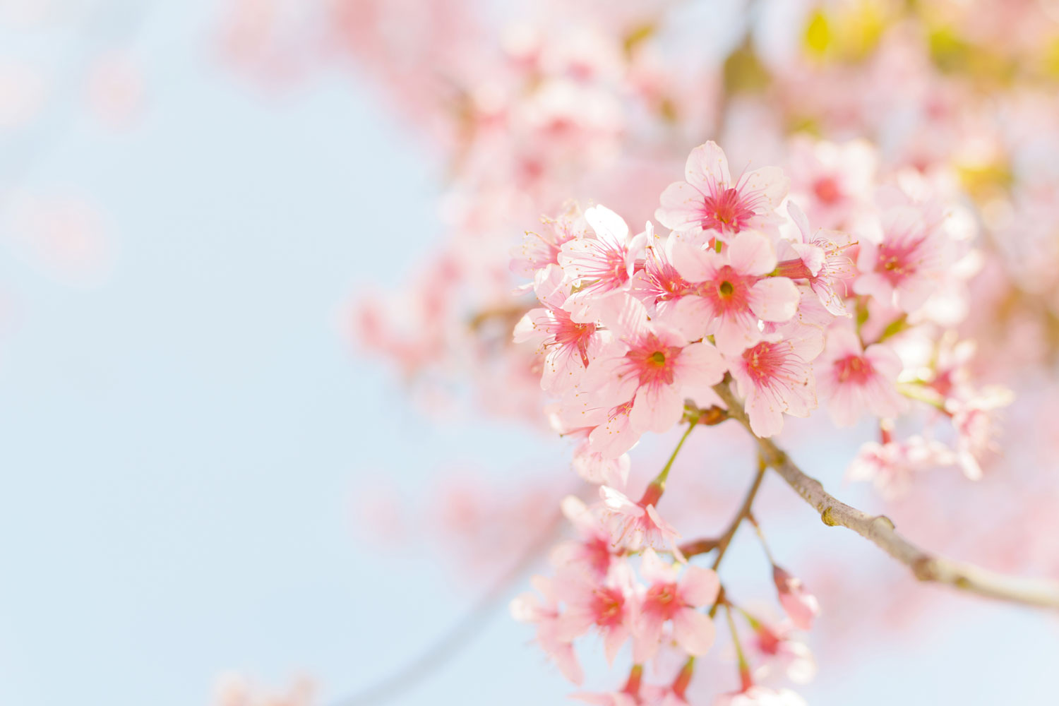 simple pink wallpaper,flower,blossom,pink,spring,cherry blossom