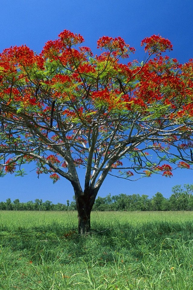 simples hermosos fondos de pantalla,árbol,planta,planta leñosa,flor,hoja