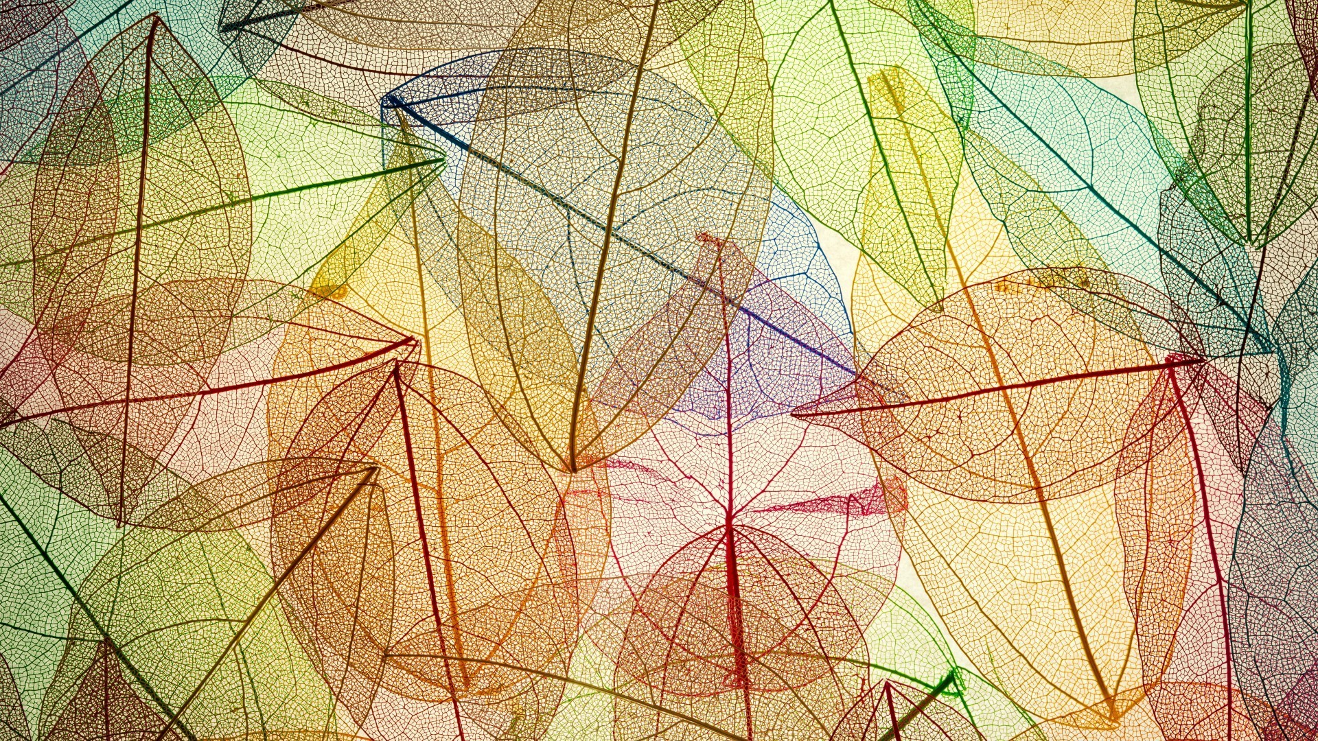 minimalist pattern wallpaper,leaf,line,pattern,design,map