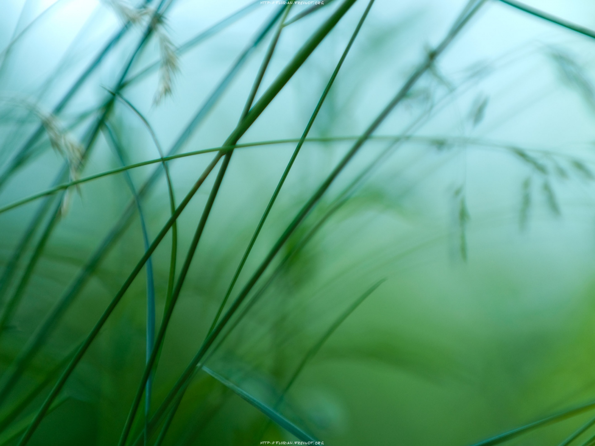 simples hermosos fondos de pantalla,verde,naturaleza,césped,hoja,planta