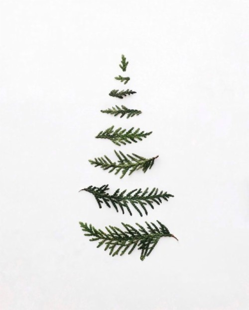 크리스마스 미니멀리즘 배경,짧은 잎 검은 가문비 나무,콜로라도 가문비 나무,노란 전나무,캐나다 전나무,그 재목