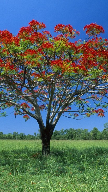 simples hermosos fondos de pantalla,árbol,planta,planta leñosa,flor,hoja