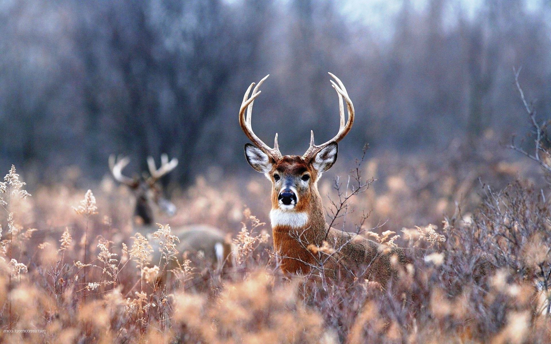 whitetail deer wallpaper,vertebrate,mammal,wildlife,deer,white tailed deer