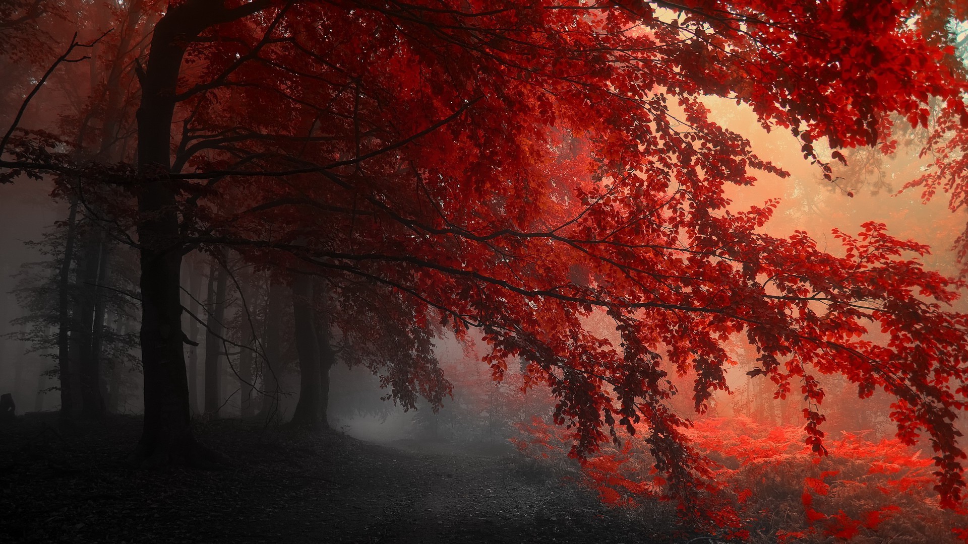 red nature wallpaper,red,nature,natural landscape,tree,atmospheric phenomenon