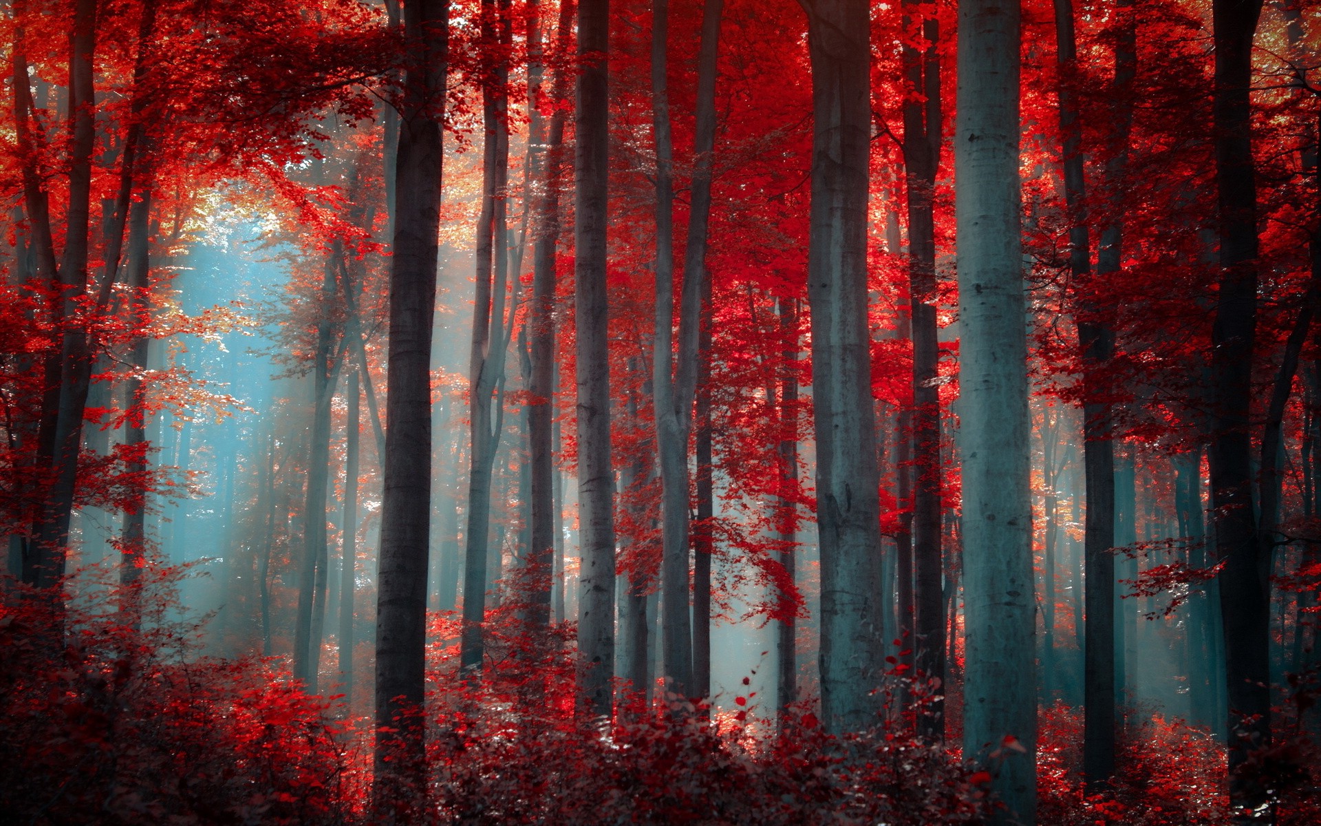 red nature wallpaper,red,forest,nature,tree,natural environment