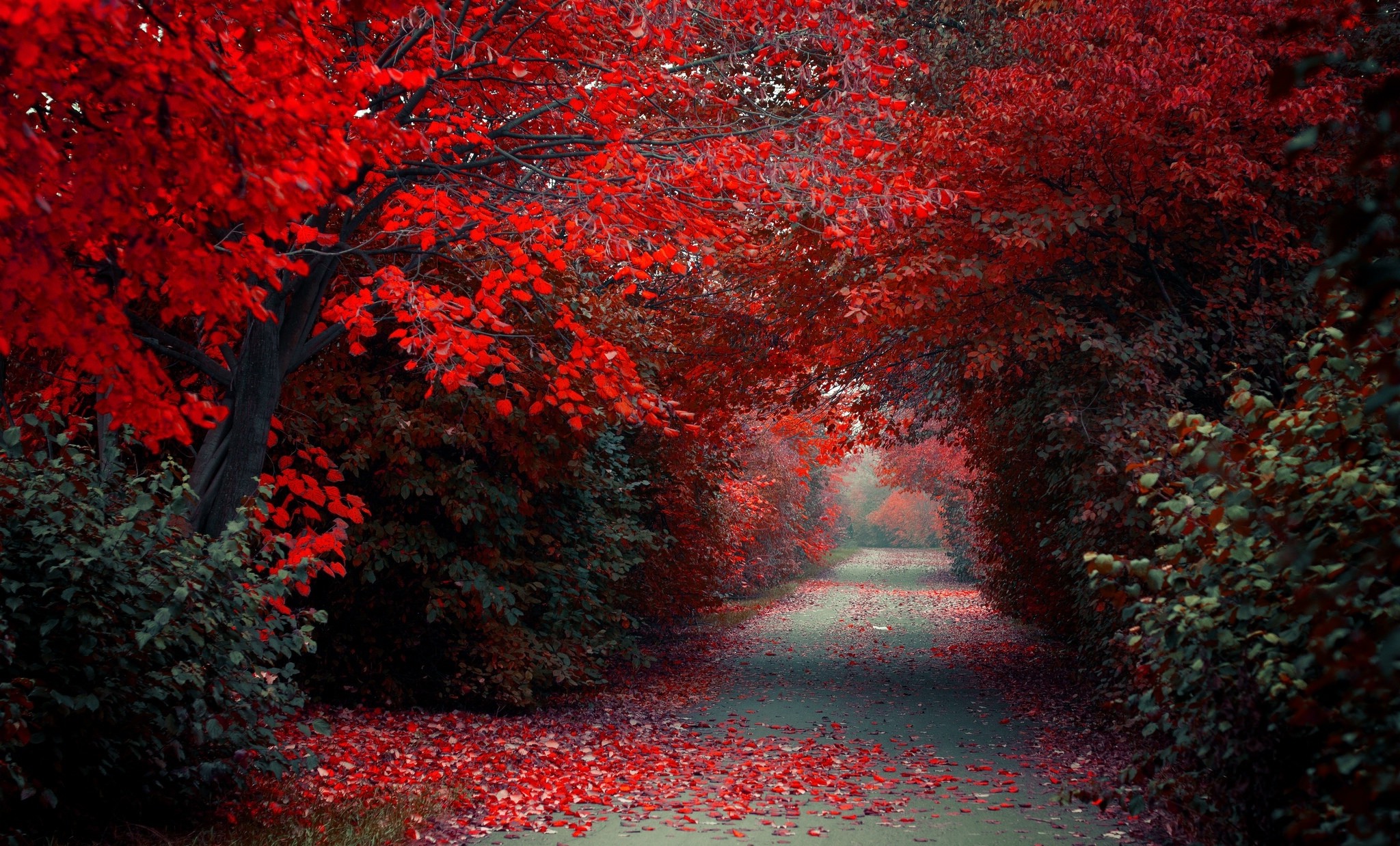 red nature wallpaper,tree,red,nature,natural landscape,leaf