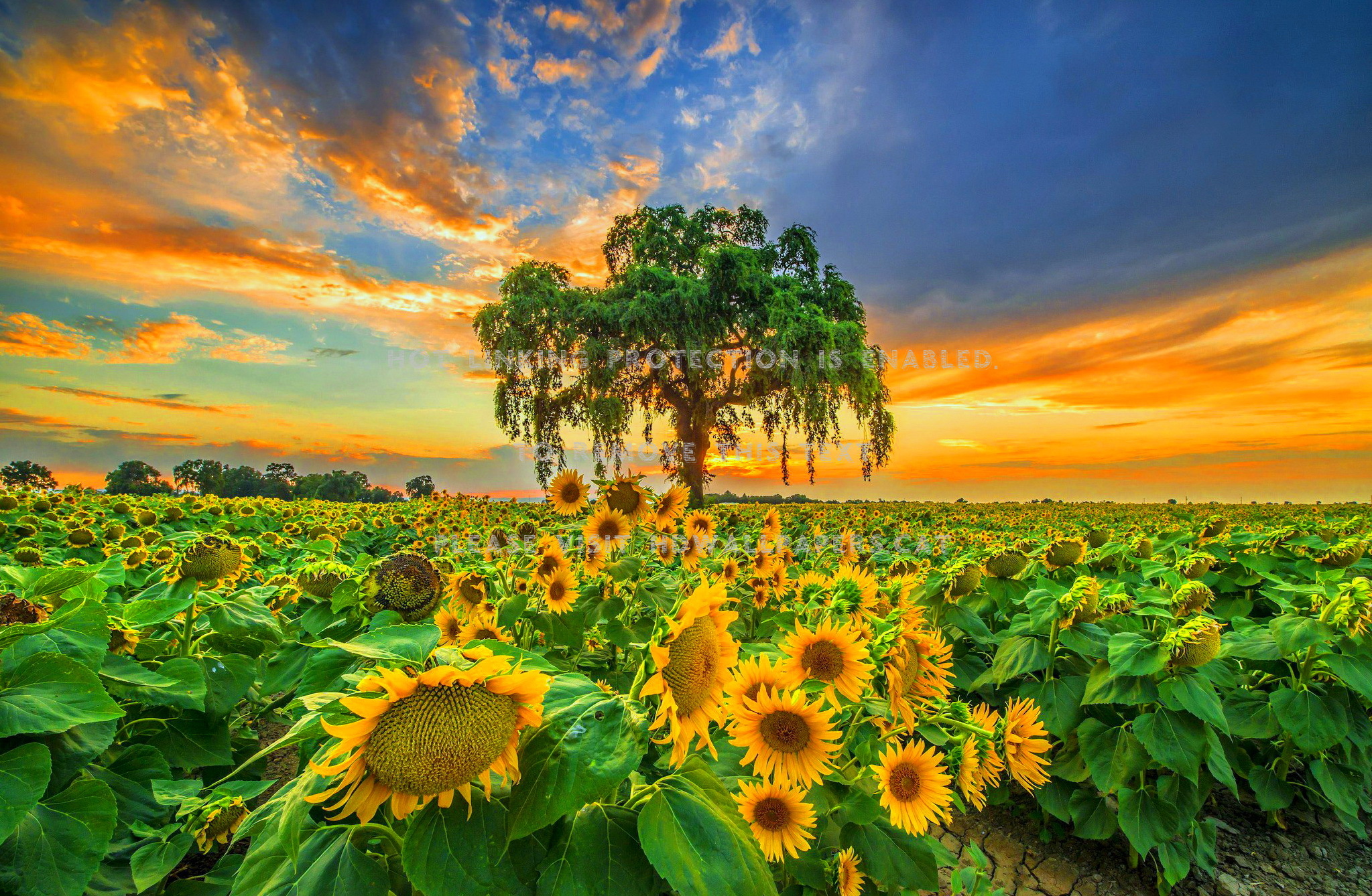lovely nature wallpaper,sunflower,nature,flower,natural landscape,sky