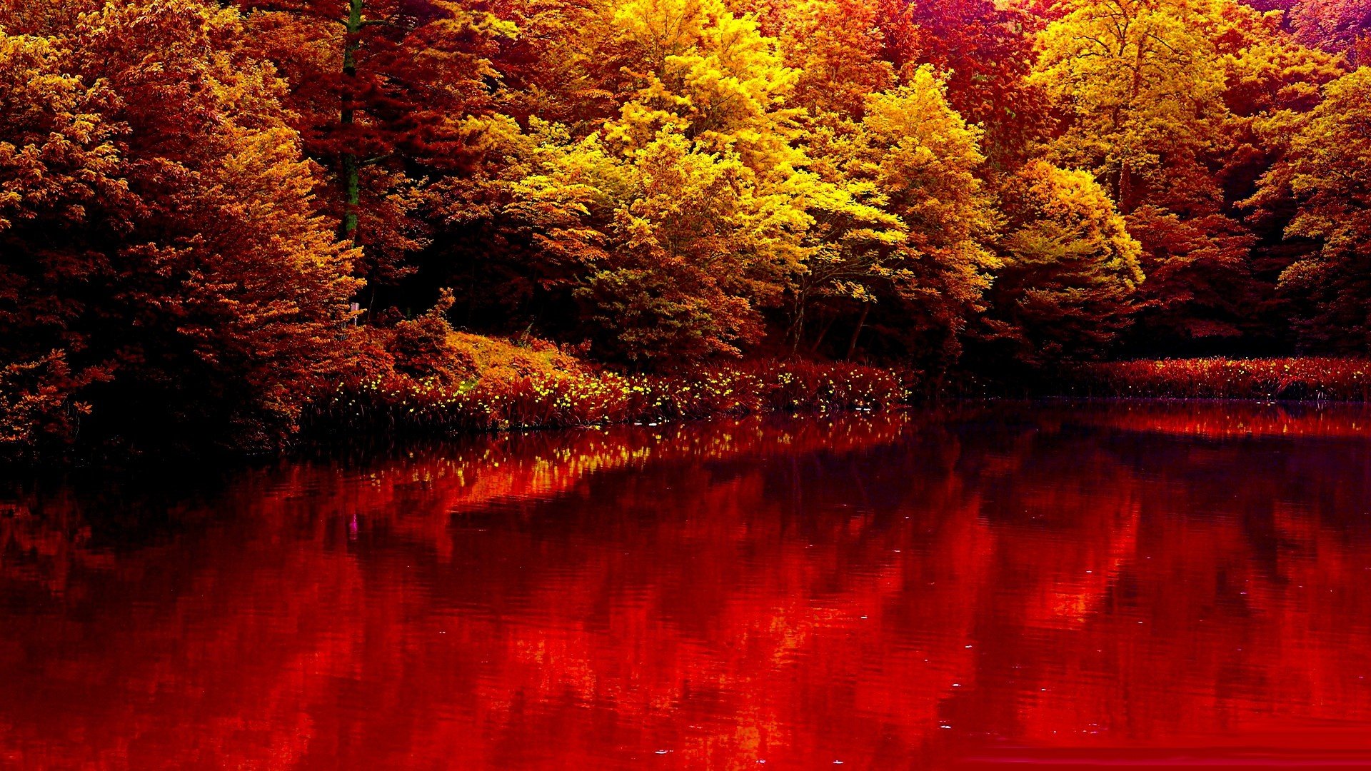 red nature wallpaper,nature,red,reflection,natural landscape,leaf