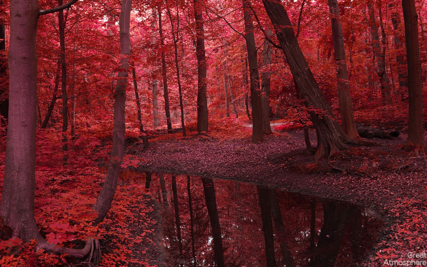 carta da parati natura rossa,albero,natura,paesaggio naturale,rosso,foresta