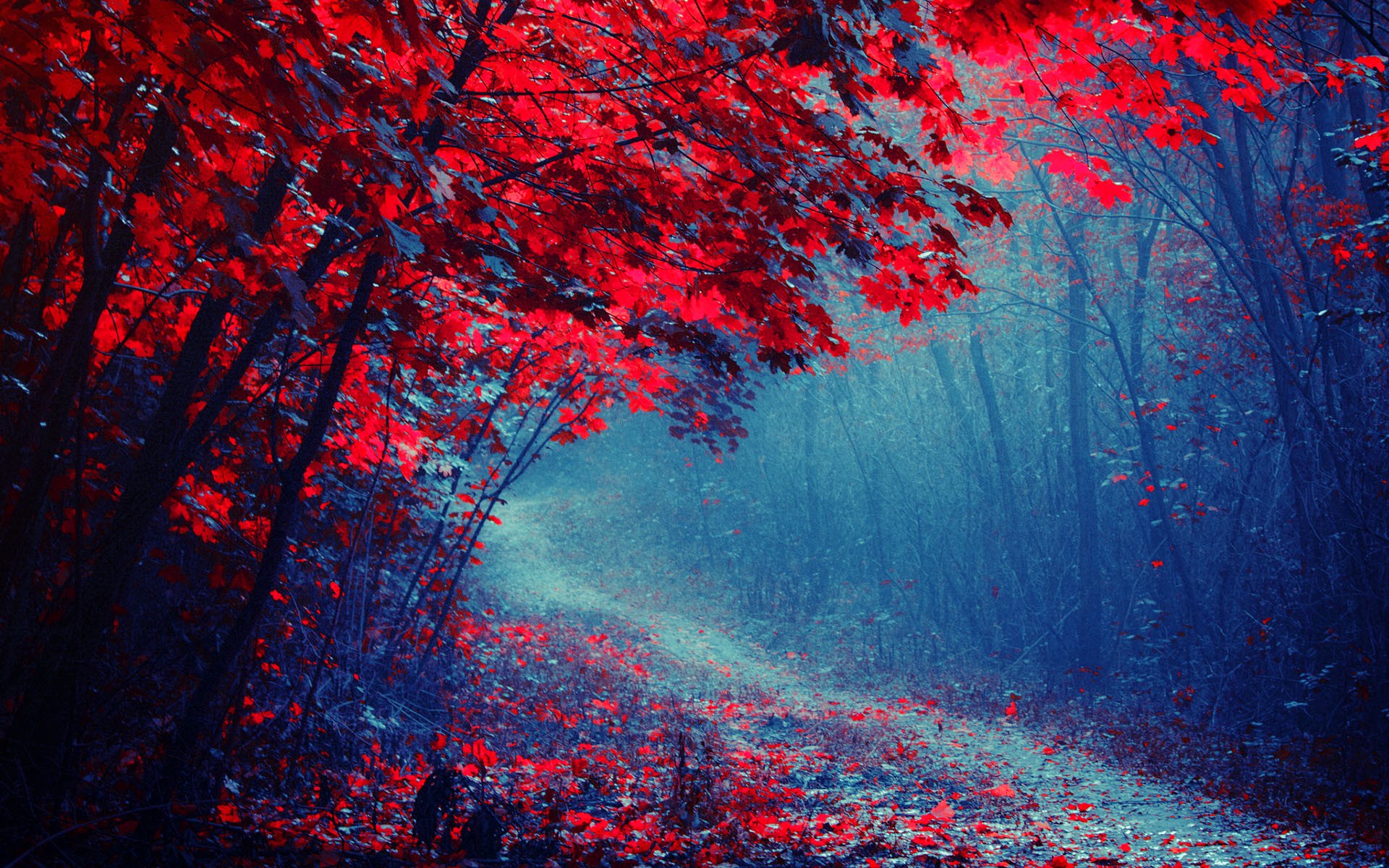 붉은 자연 벽지,빨간,나무,자연,하늘,잎