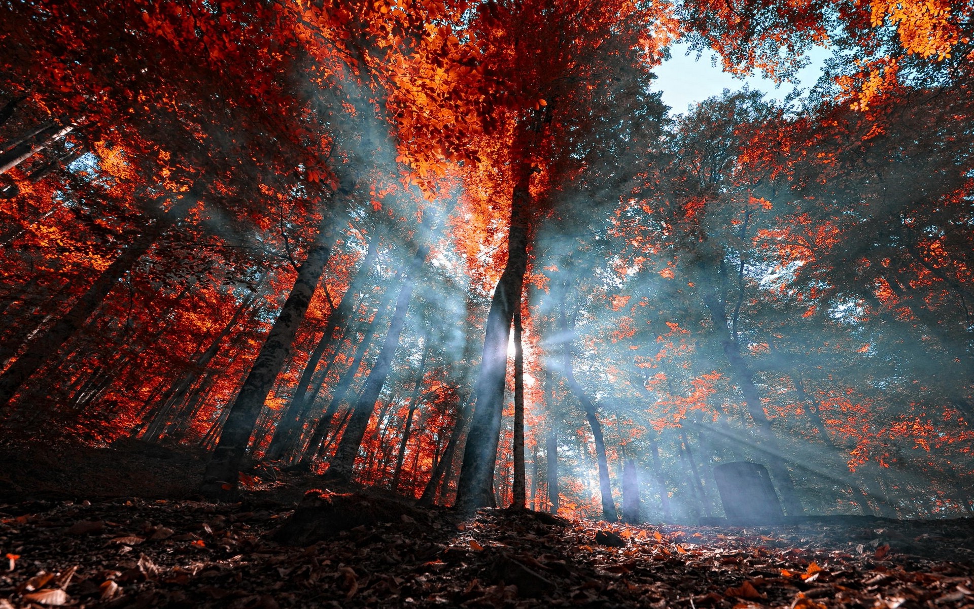 Blue Fall Background- WallpaperUse