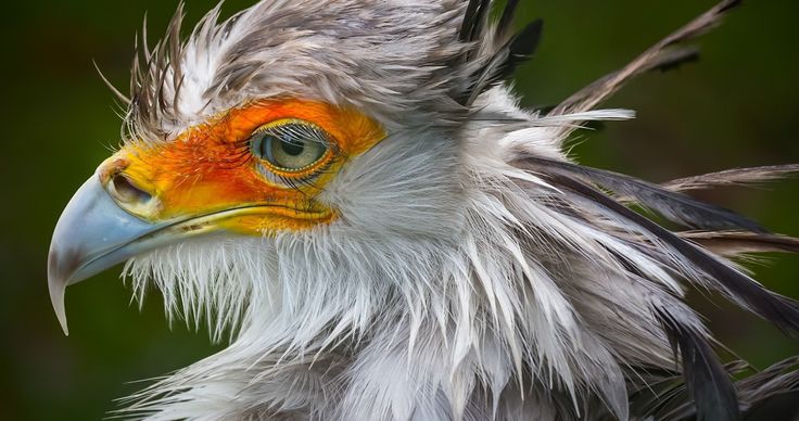 鳥,猛禽,accipitriformes,鷲,閉じる