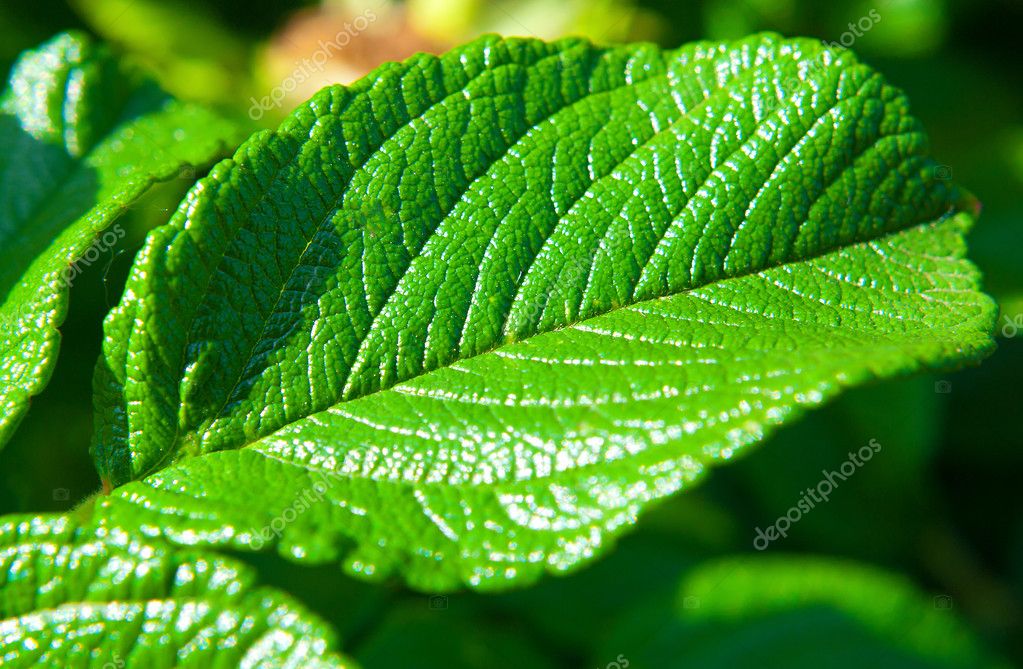 natural colour wallpaper,leaf,green,plant,flower,mint