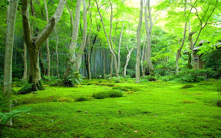 papel pintado de color natural,paisaje natural,naturaleza,bosque,verde,árbol