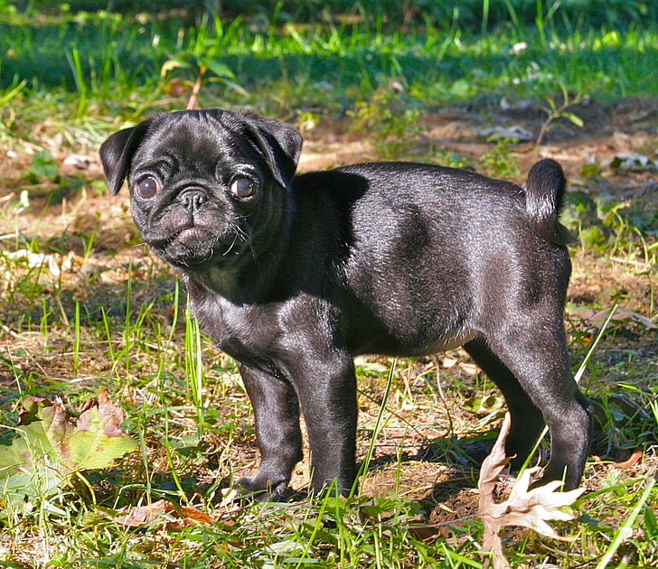 画面のデスクトップの壁紙,犬,パグ,コンパニオンドッグ,鼻,古代犬の品種