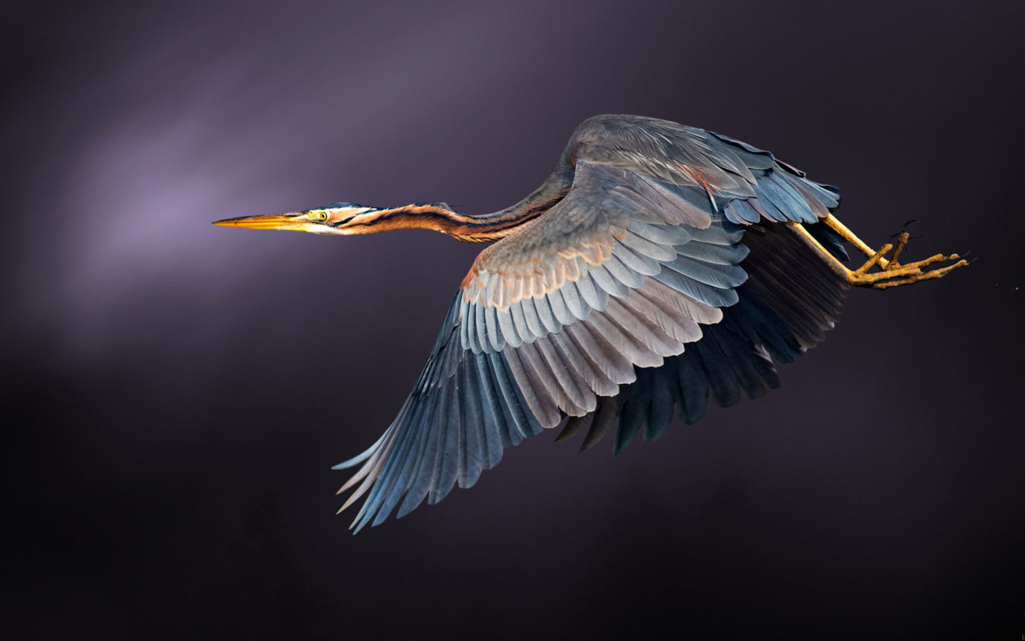 screen desktop wallpaper,bird,beak,great blue heron,wing,feather