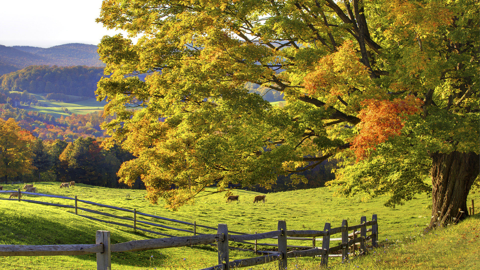 fondo de pantalla gratis 1920x1080,árbol,paisaje natural,naturaleza,hoja,otoño