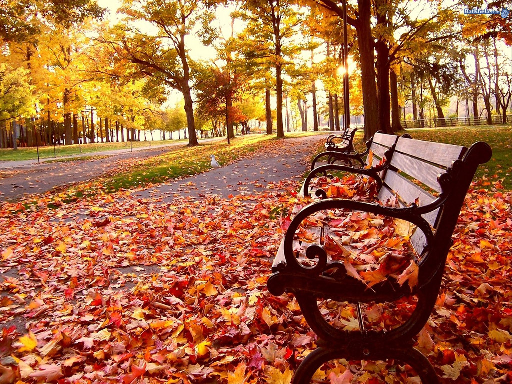 すべての美しい壁紙,葉,秋,木,自然,自然の風景