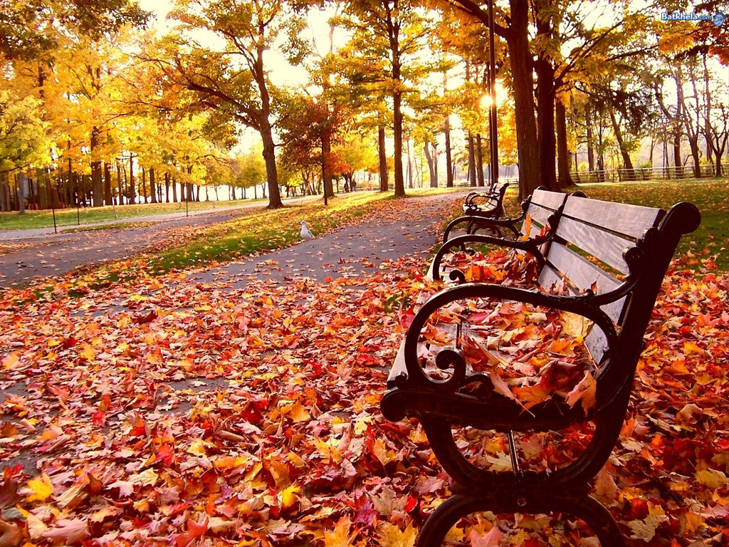 alle schönen tapeten,blatt,herbst,baum,natur,natürliche landschaft