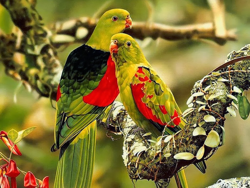 all beautiful wallpapers,bird,parrot,beak,parakeet,budgie