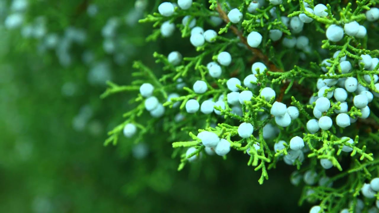 すべての美しい壁紙,緑,工場,花,木,葉