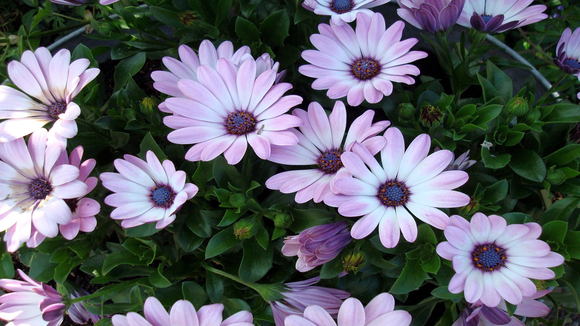 all beautiful wallpapers,flower,flowering plant,african daisy,petal,pericallis