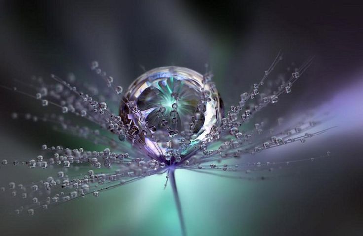 all beautiful wallpapers,water,macro photography,purple,close up,drop