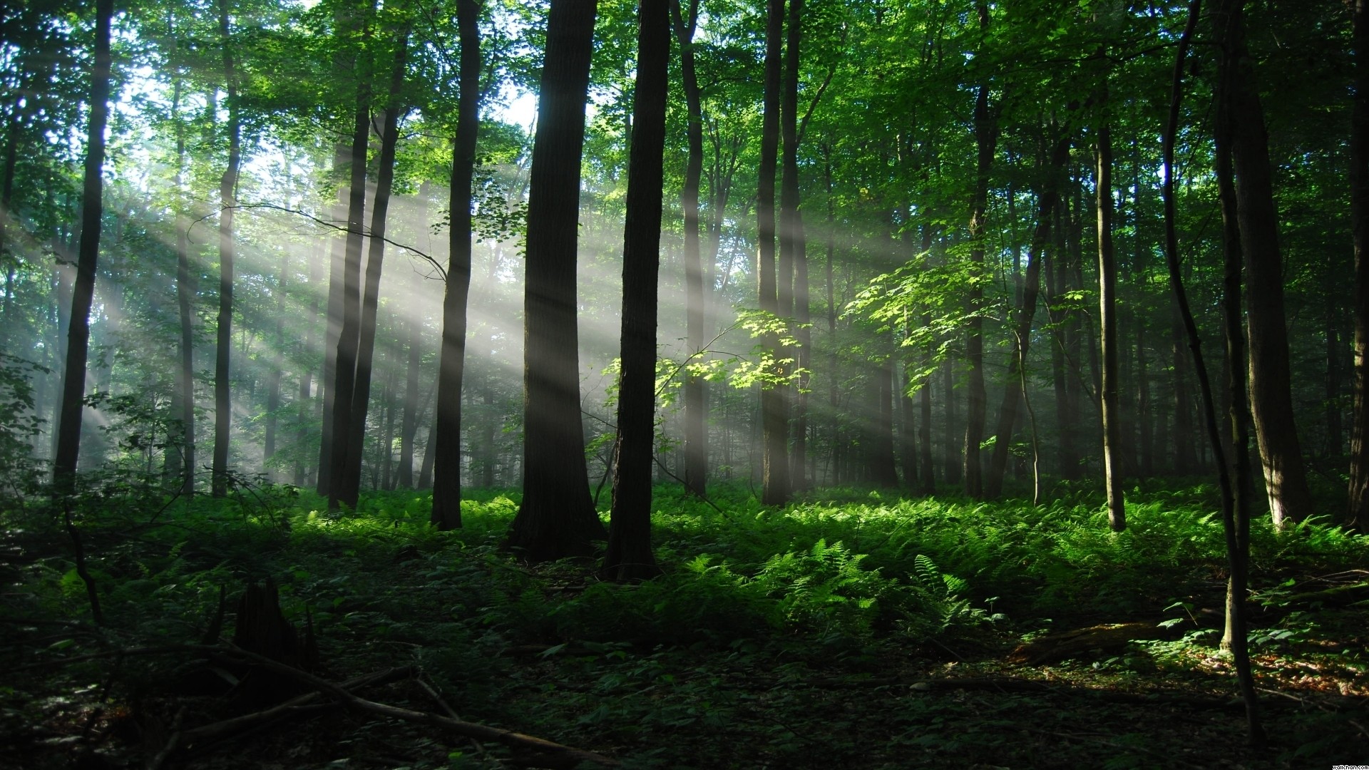 自然の森の壁紙,森林,自然,自然の風景,森林,木