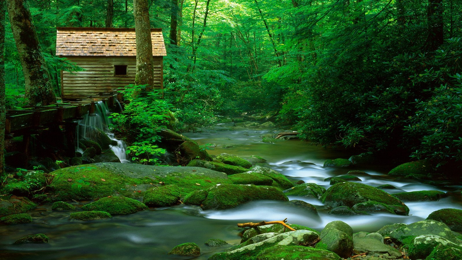 naturwald tapete,natürliche landschaft,natur,gewässer,strom,wasserlauf