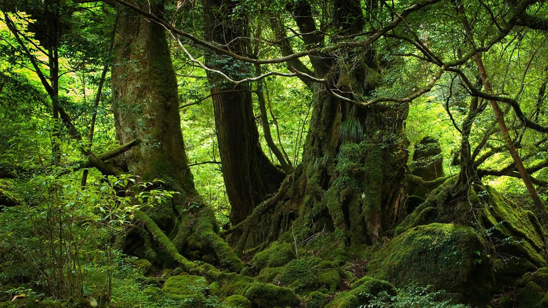 naturwald tapete,baum,wald,alter wald,natürliche landschaft,natur