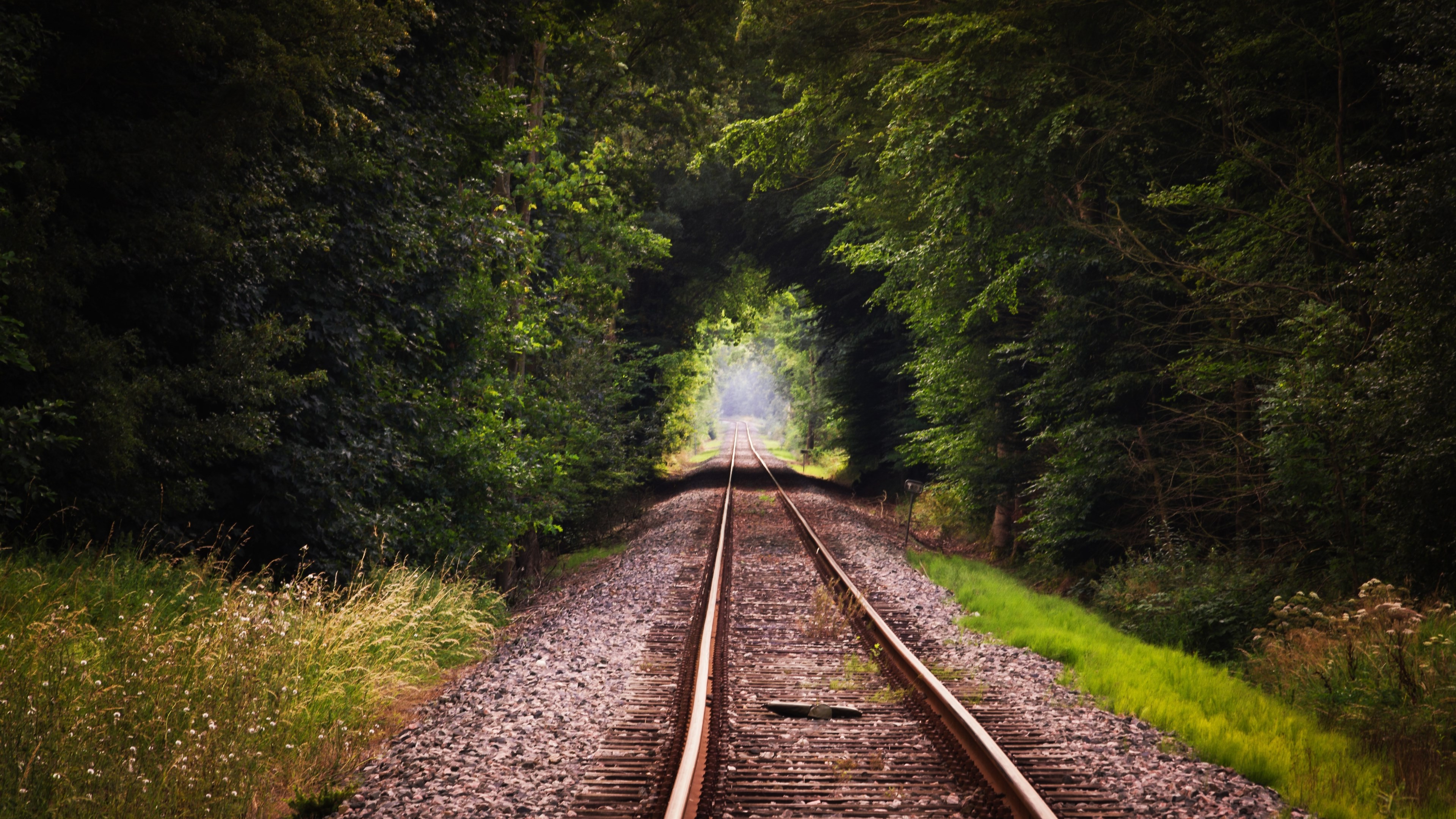 nature forest wallpaper,track,transport,nature,tree,natural landscape