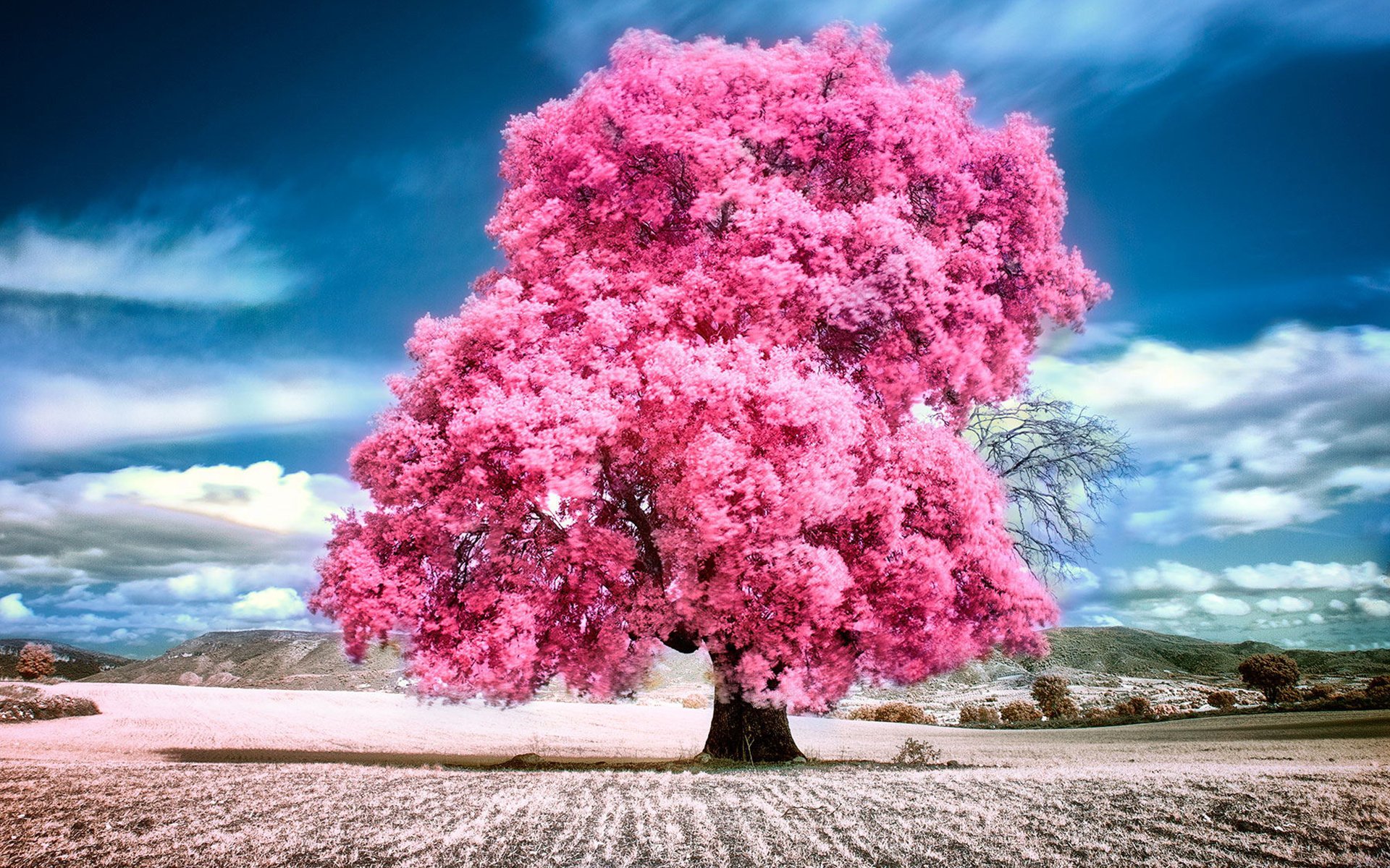 pink nature wallpaper,pink,tree,nature,sky,flower