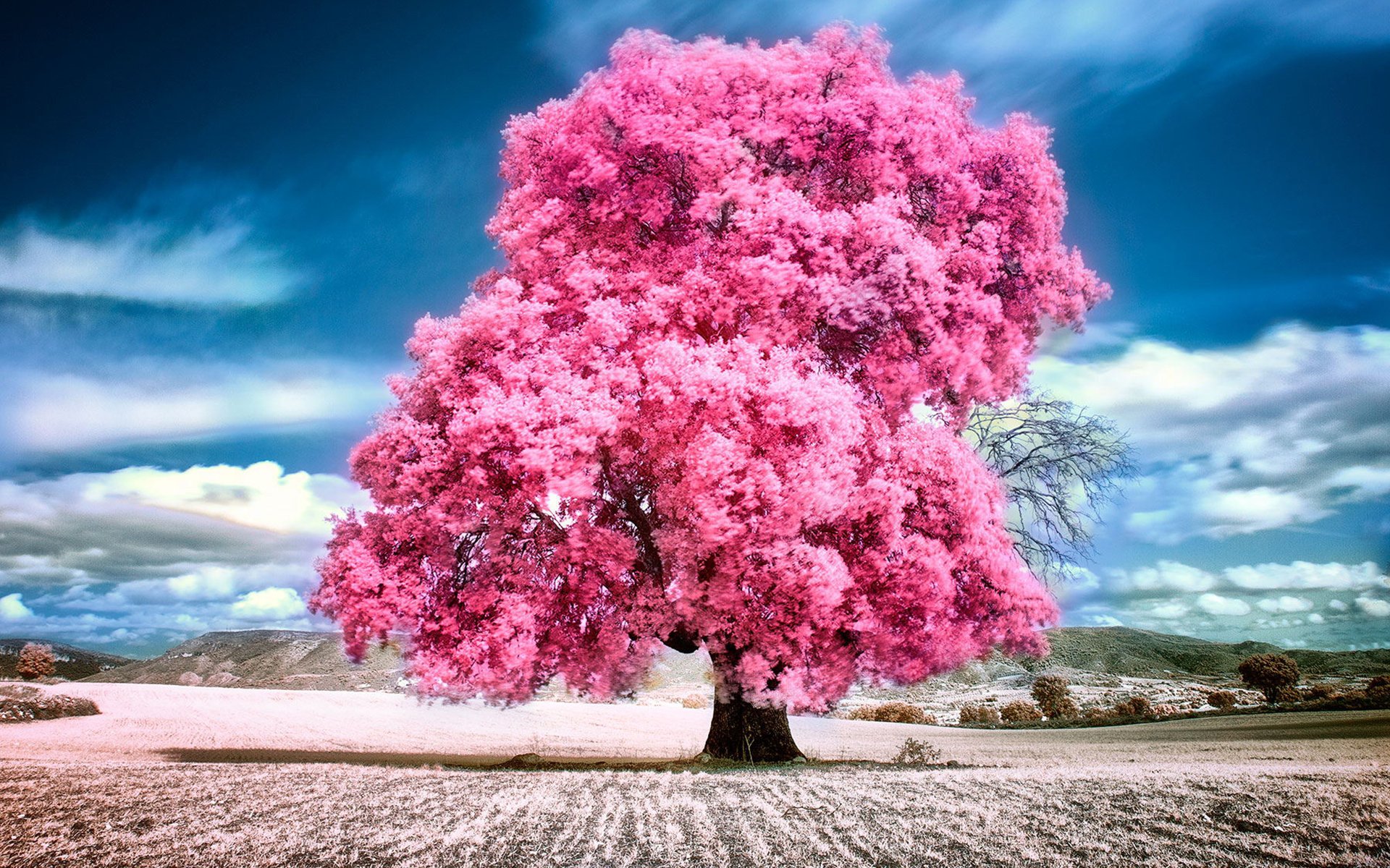 rosa naturtapete,rosa,baum,natur,himmel,blume