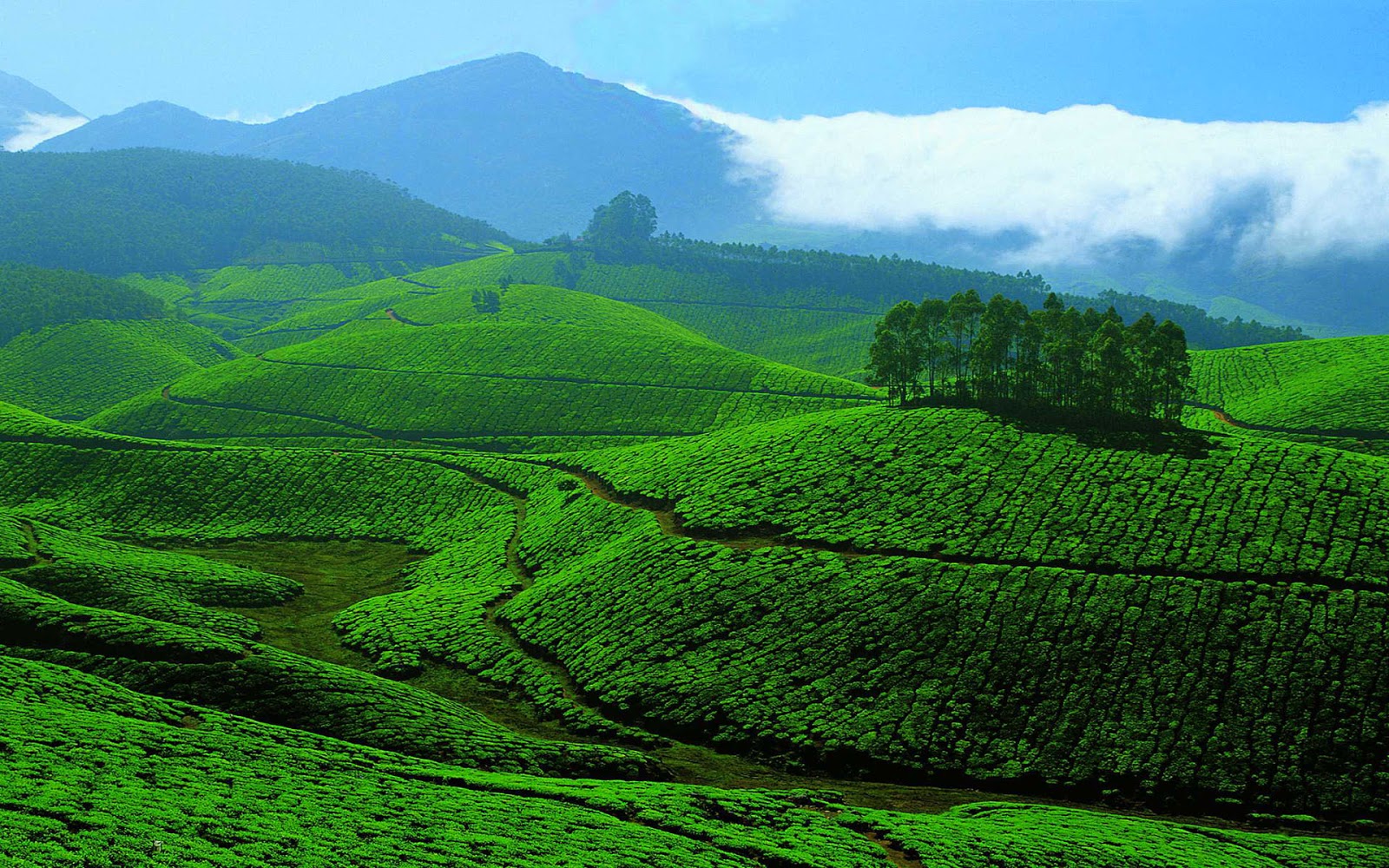 beau fond d'écran nature,station de montagne,plantation,la nature,vert,colline