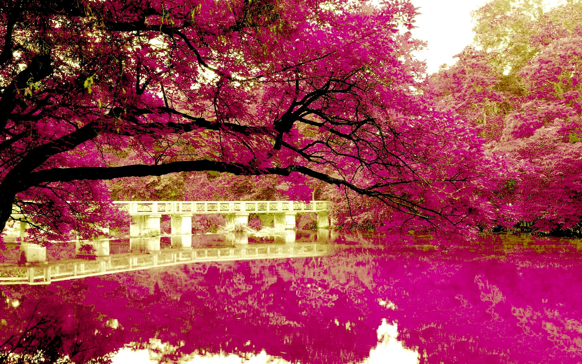 pink nature wallpaper,nature,natural landscape,pink,tree,spring