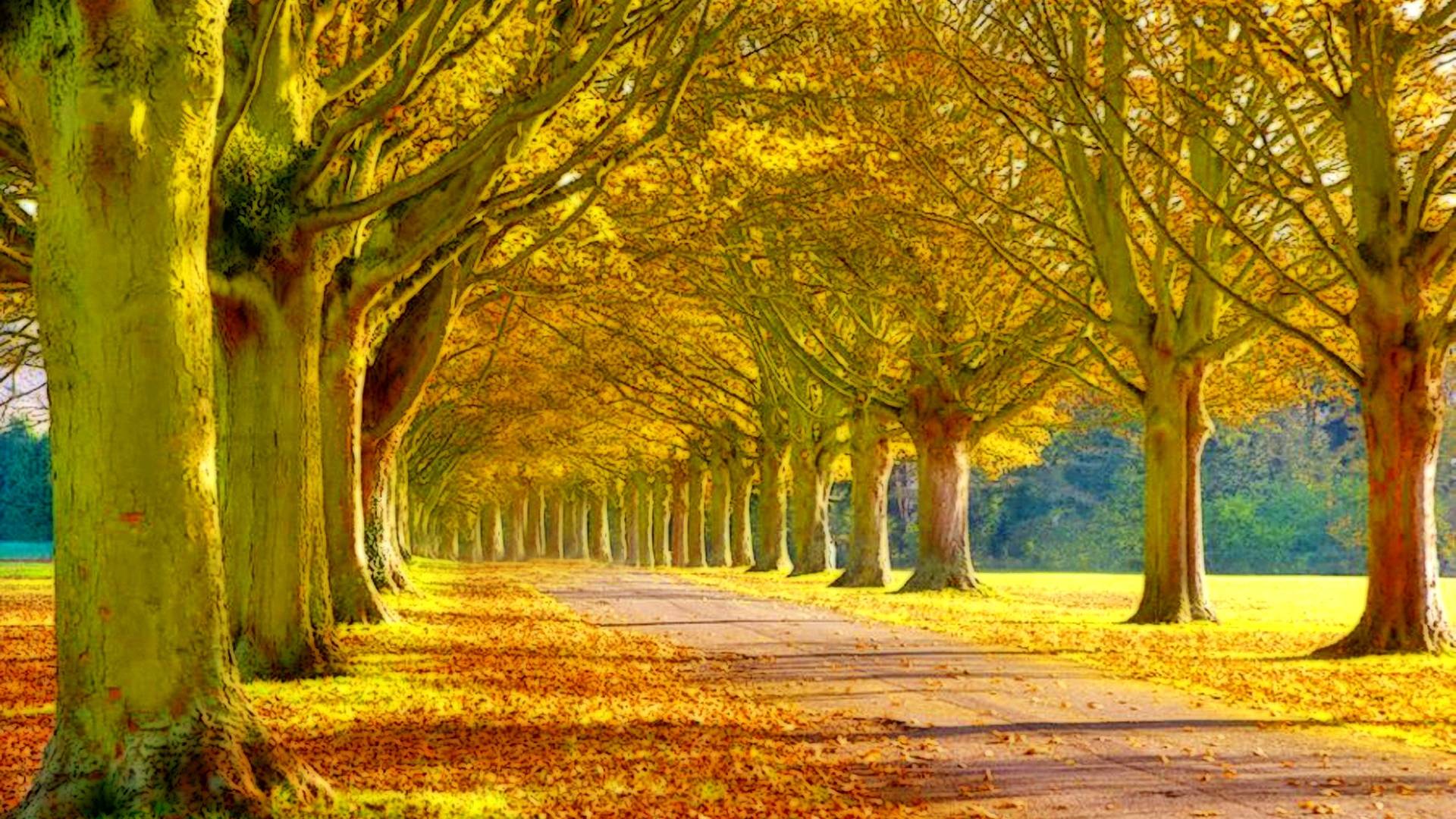 schöne natur tapete,baum,natürliche landschaft,natur,gelb,blatt