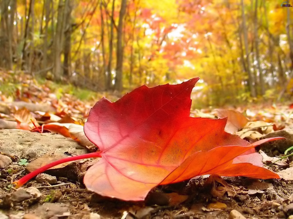 素敵な自然の壁紙,葉,自然,自然の風景,木,赤