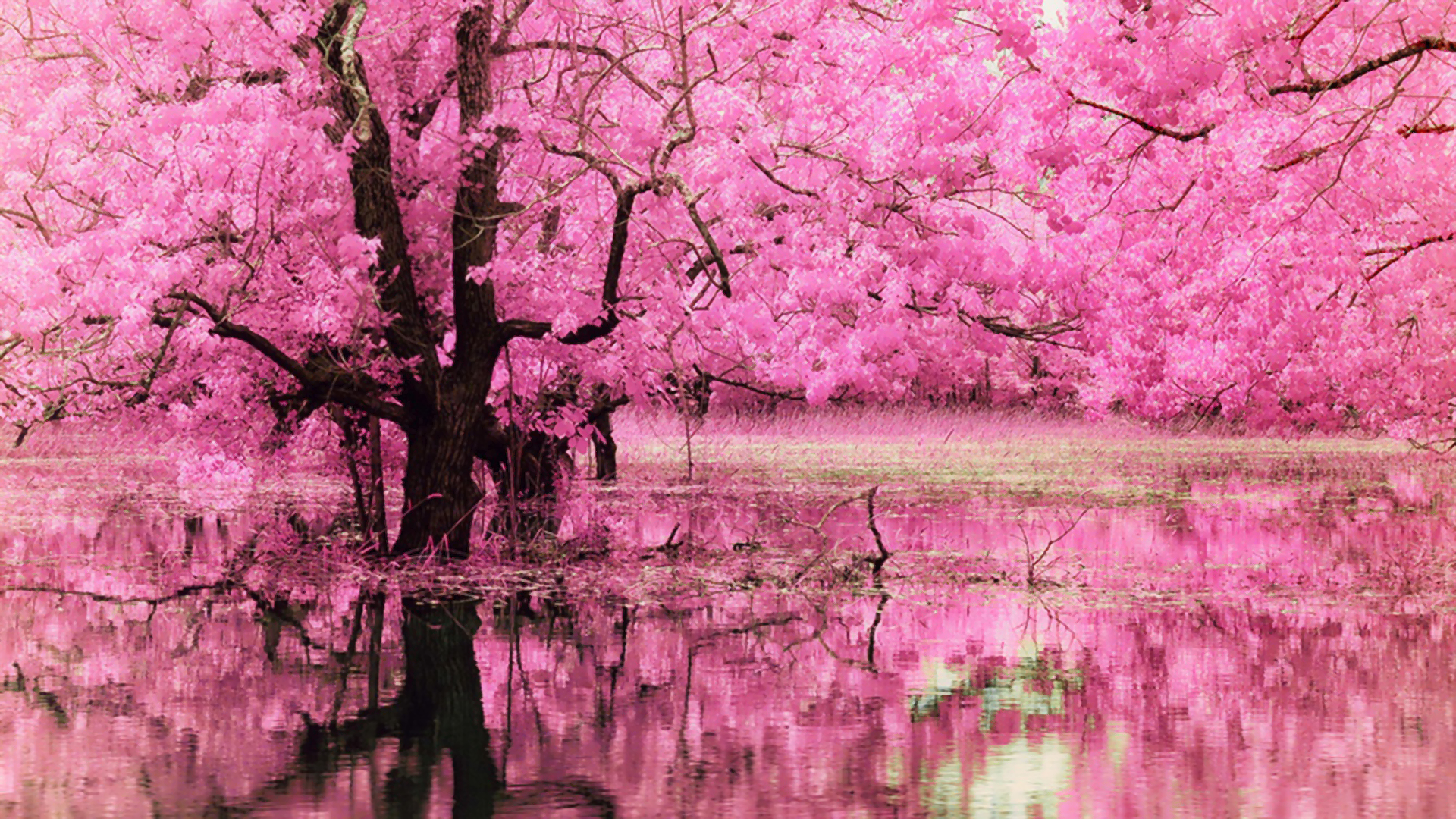 pink nature wallpaper,pink,nature,tree,reflection,natural landscape