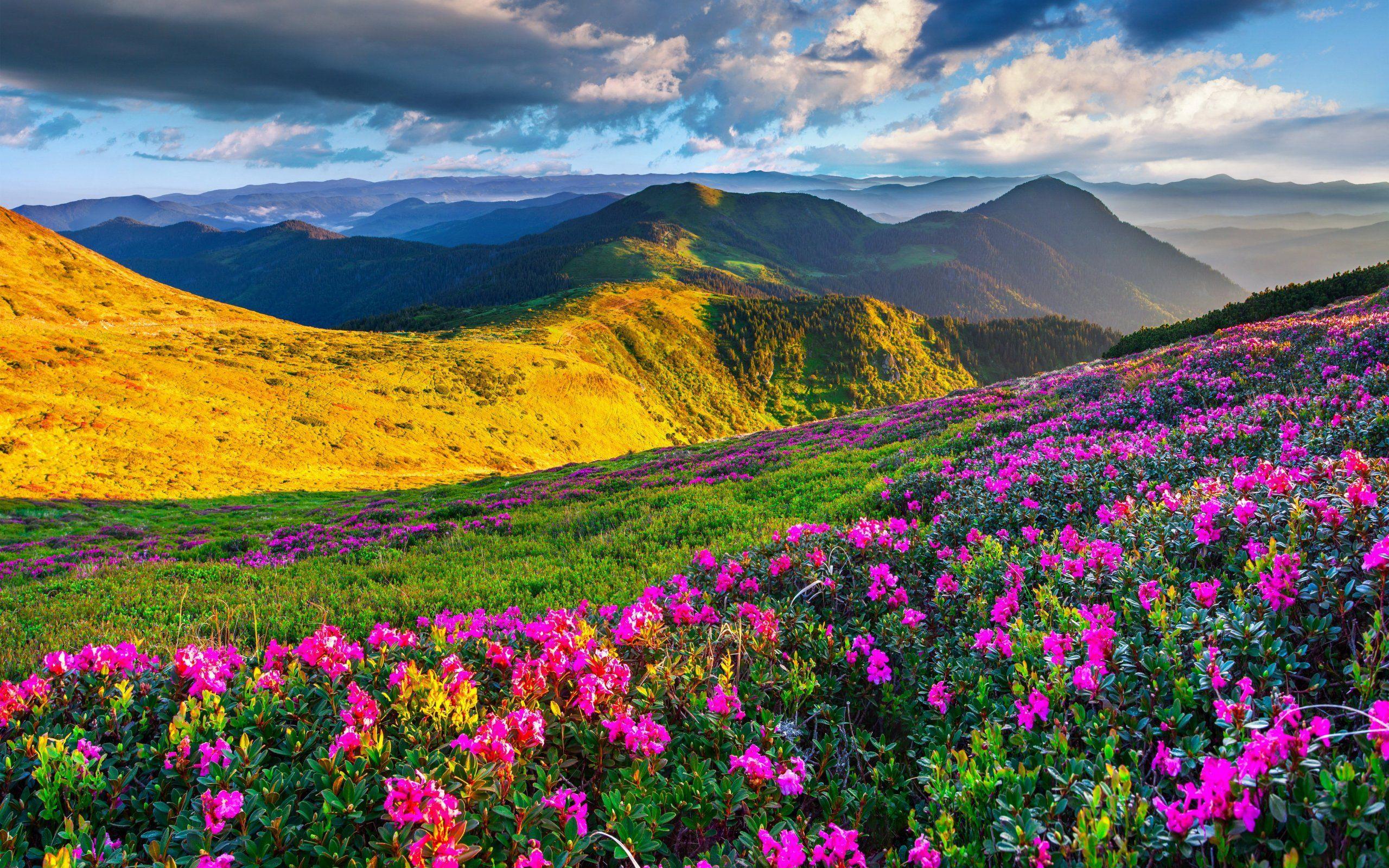 sfondi più belli,paesaggio naturale,natura,fiore,montagna,fiore di campo
