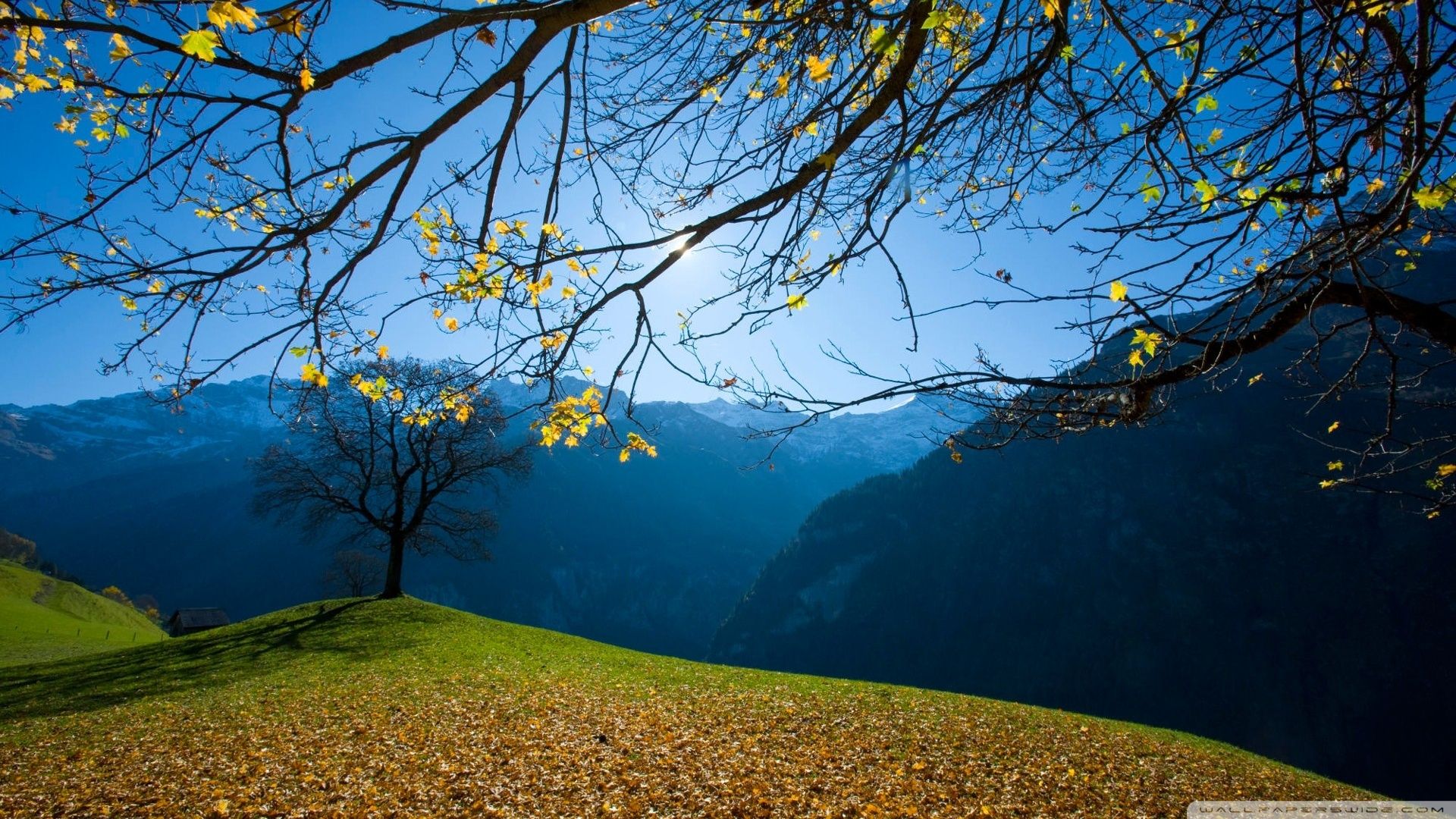 más hermosos fondos de pantalla,paisaje natural,naturaleza,cielo,árbol,azul