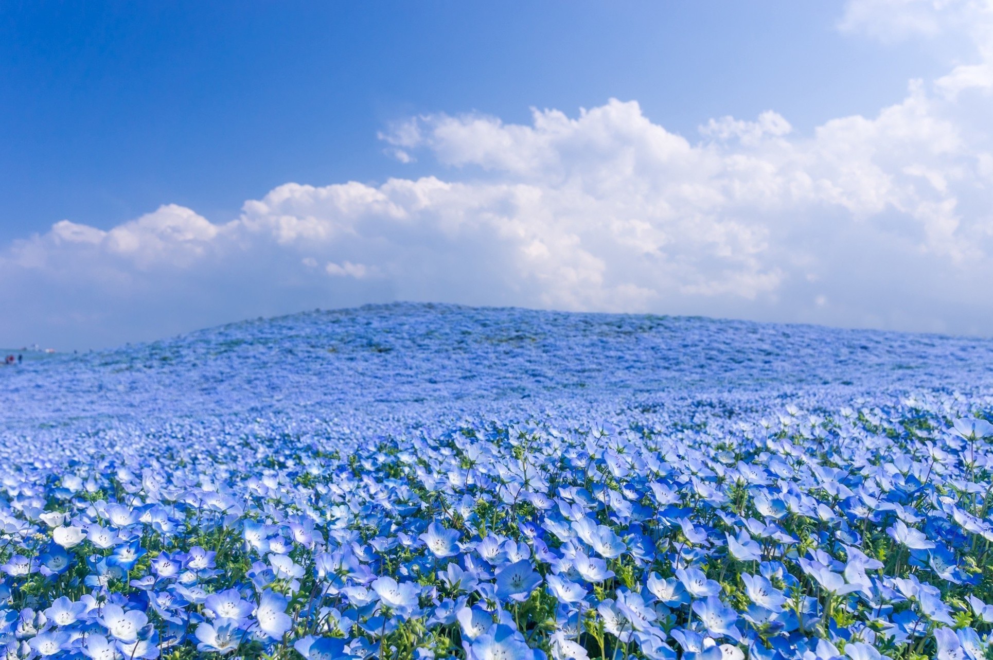blue nature wallpaper,blue,sky,texas bluebonnet,flower,plant