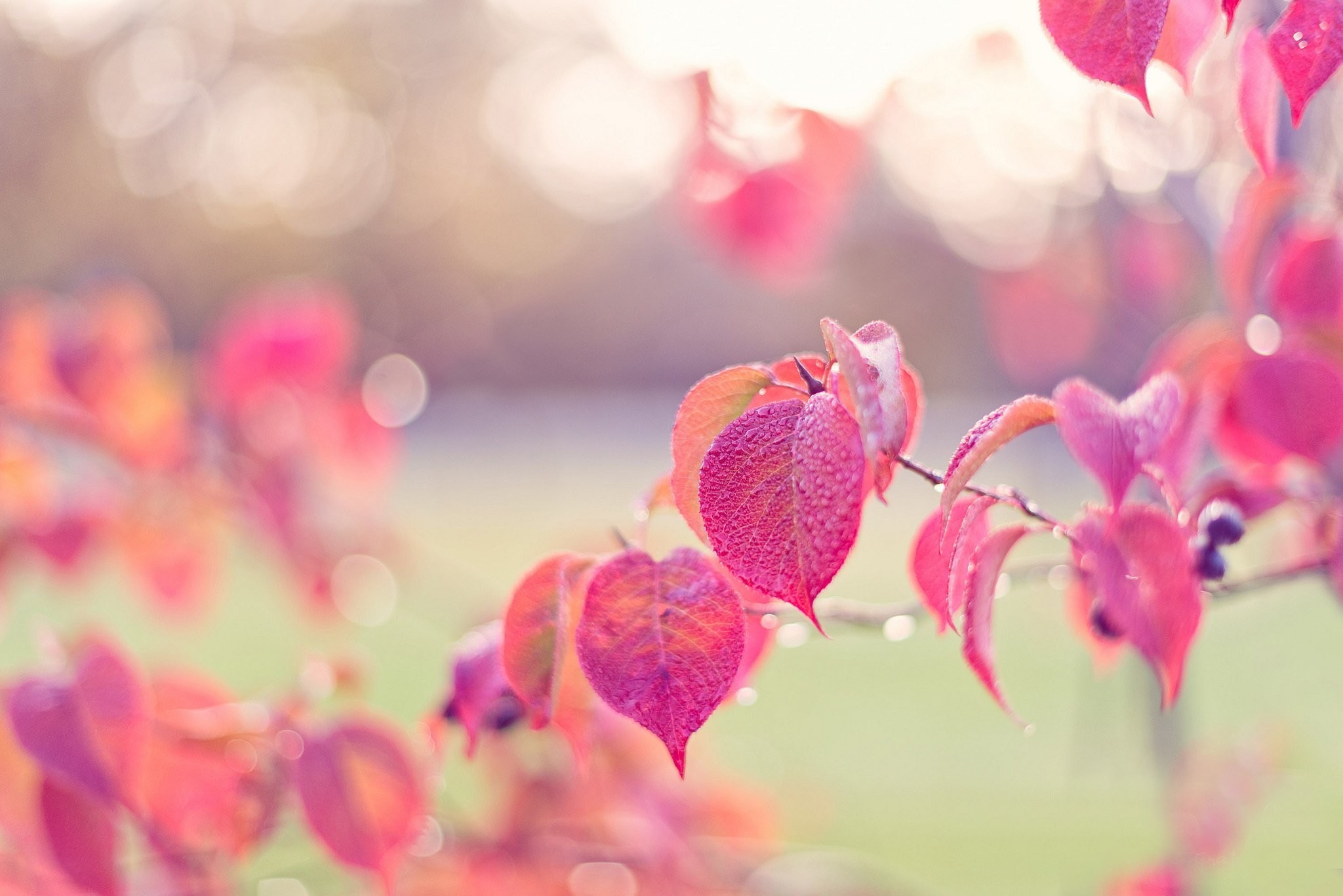 wallpaper nature beauty pink,pink,nature,flower,red,petal