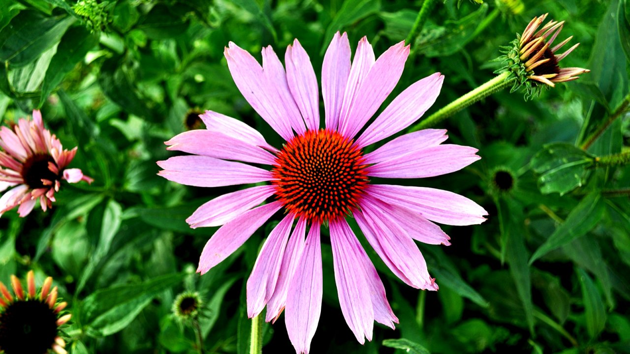 carta da parati natura bellezza rosa,fiore,pianta fiorita,petalo,pianta,coneflower