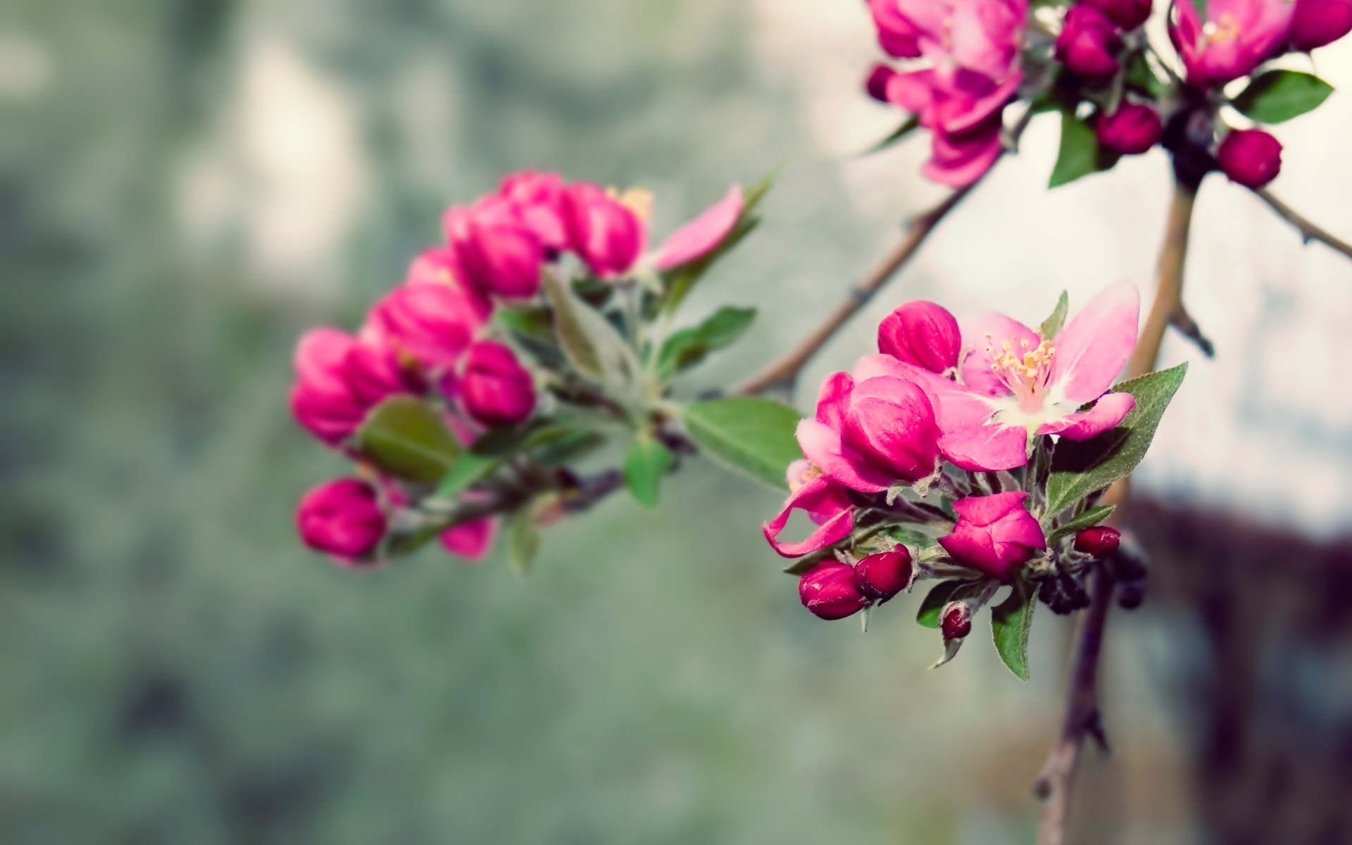 wallpaper nature beauty pink,flower,flowering plant,plant,pink,petal