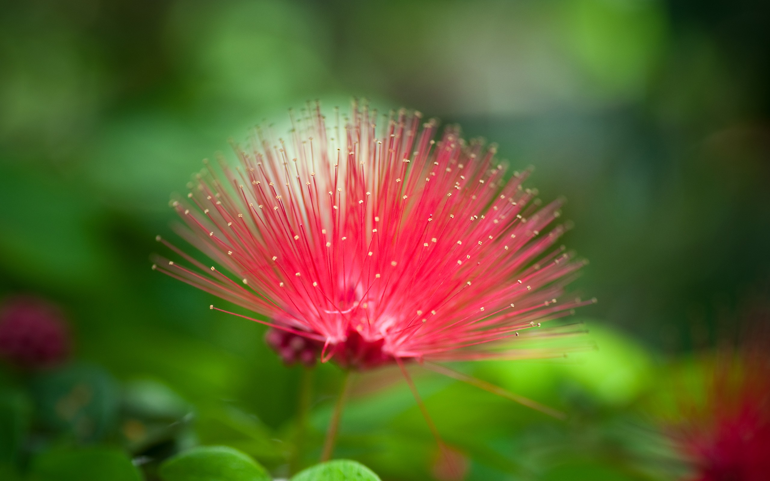 wallpaper nature beauty pink,nature,flower,red,green,plant