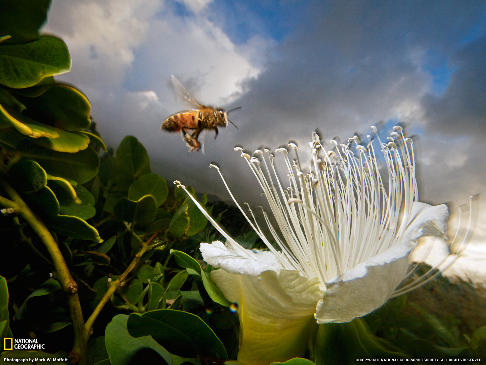 壁紙写真,自然,花,工場,ミツバチ,昆虫