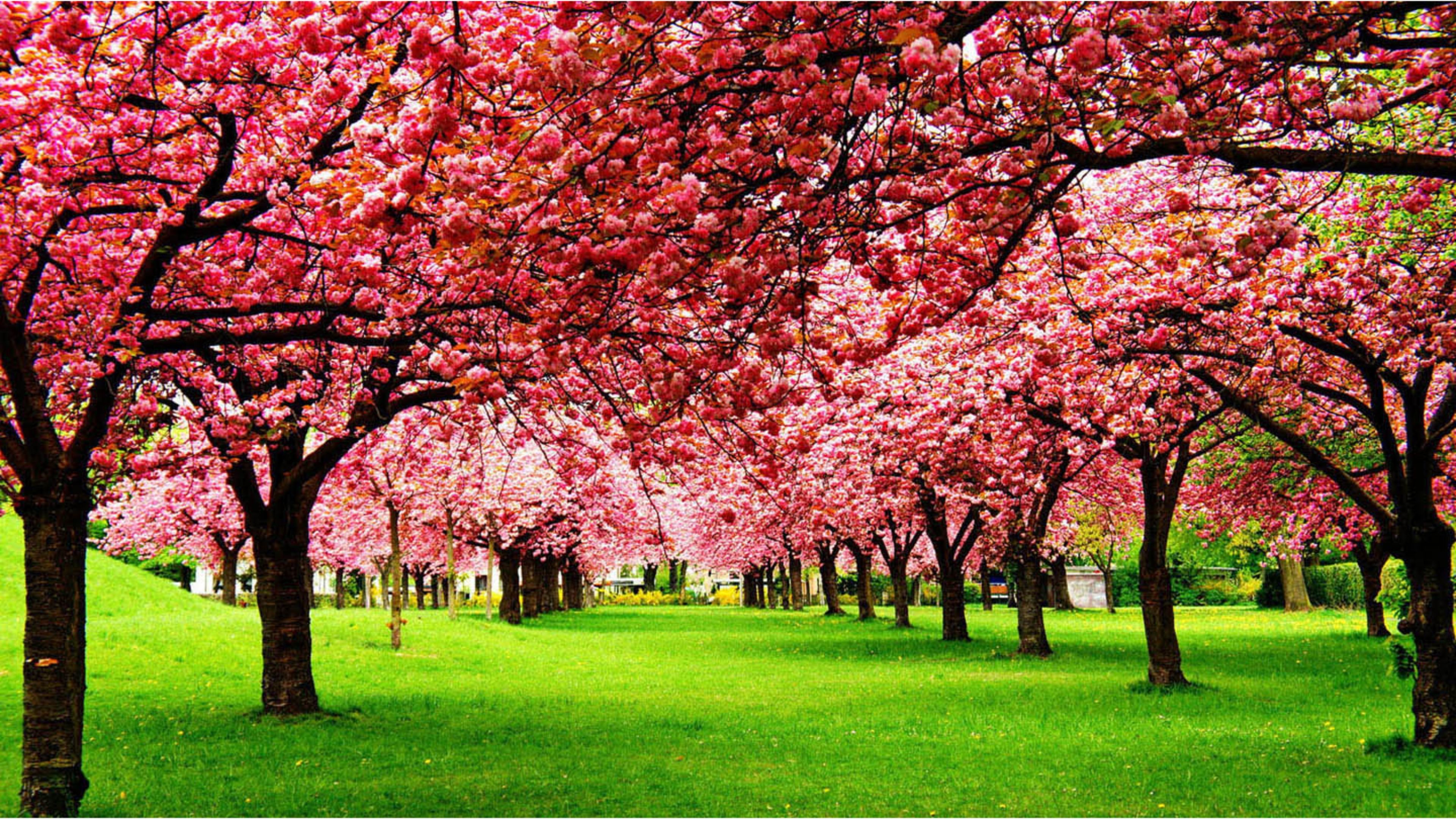 壁紙自然美しさピンク,木,花,春,花,工場