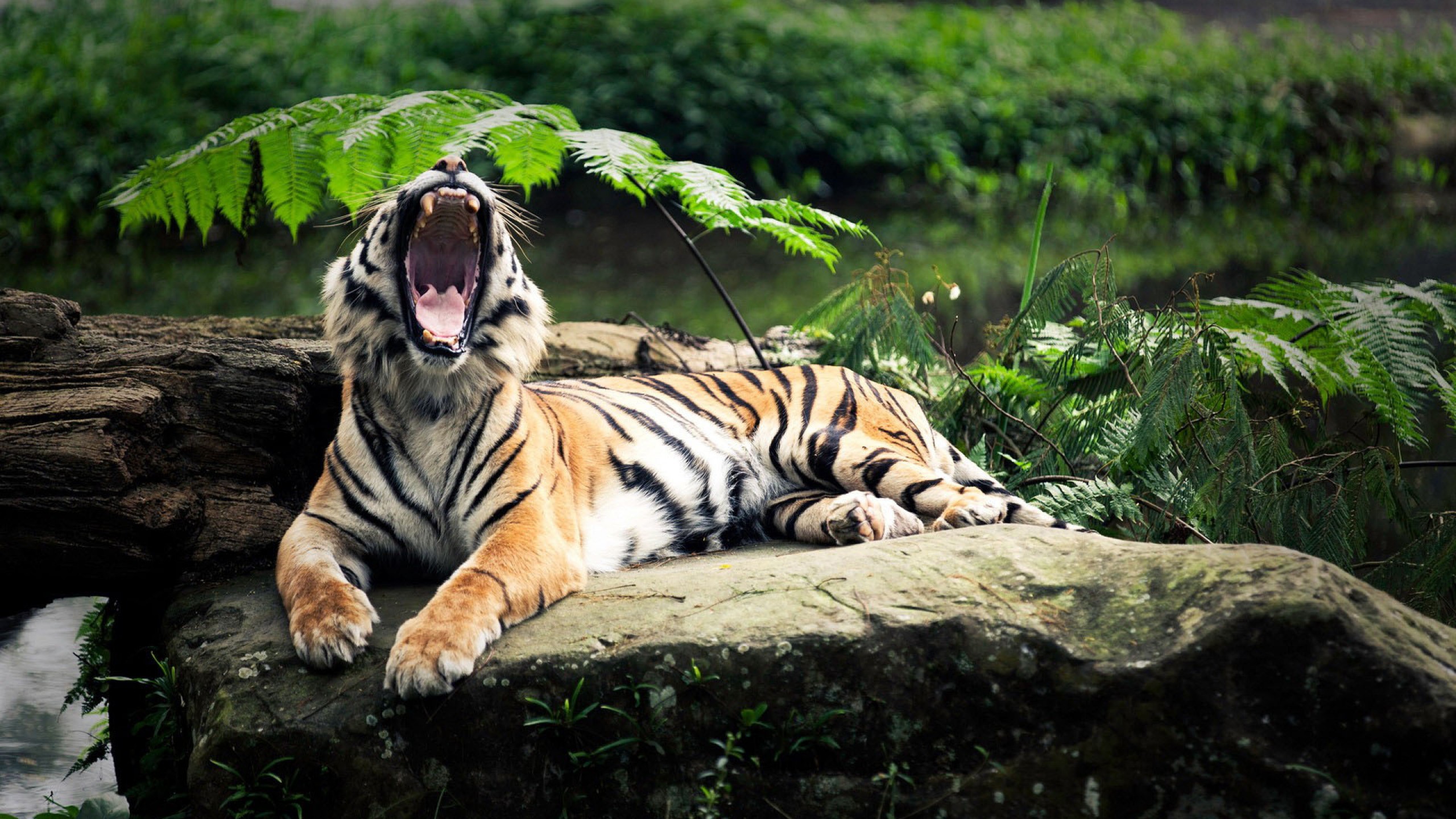 foto di carta da parati,tigre,tigre del bengala,tigre siberiana,natura,felidae