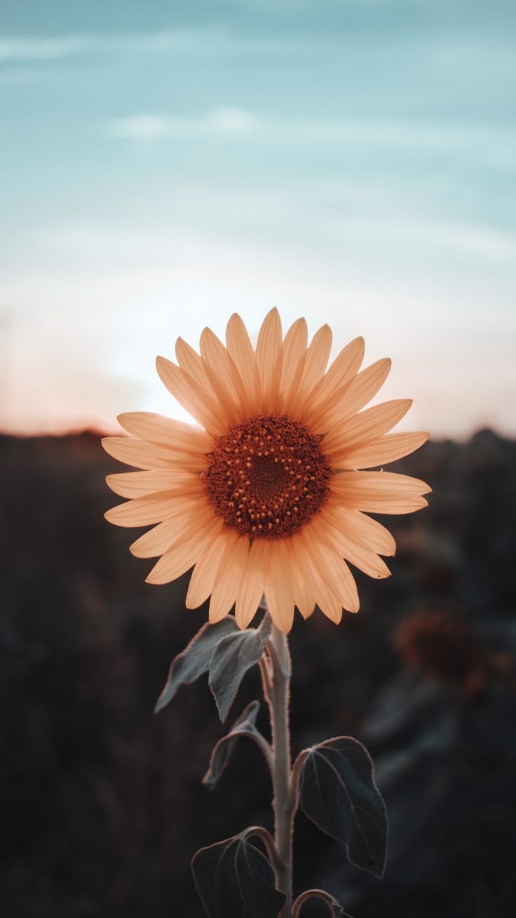 壁紙写真,花,ひまわり,空,自然,花弁