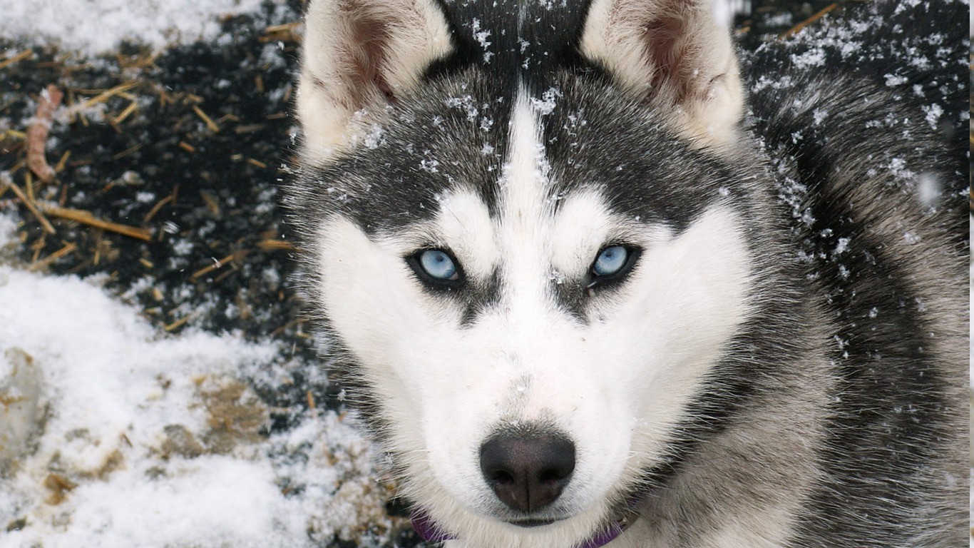 壁紙写真,犬,シベリアンハスキー,サハリンハスキー,アラスカのマラミュート,カナダのエスキモー犬